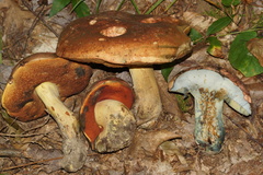 Boletus vermiculosus