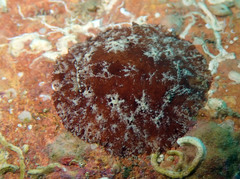 Discodoris stellifera