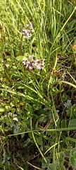 Valeriana capitata