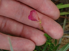 Tephrosia spicata