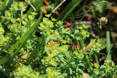 Euphorbia portlandica