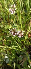 Valeriana capitata