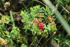 Euphorbia portlandica