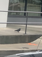 Columba livia
