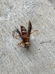 Polistes apachus