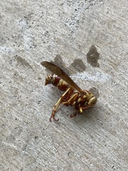 Polistes apachus