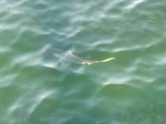 Carcharhinus limbatus