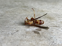 Polistes apachus