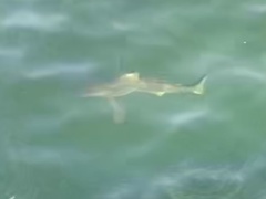 Carcharhinus limbatus