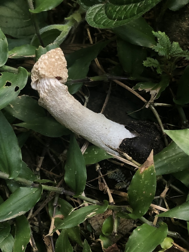 Phallus denigricans · October 2019 · photo: © blazeclaw (iNaturalist, cc-by)
