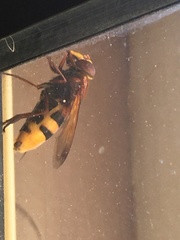 Volucella zonaria