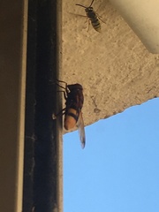 Volucella zonaria