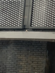 Passer domesticus domesticus