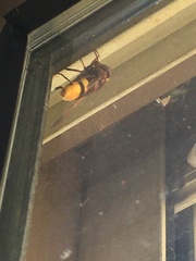 Volucella zonaria