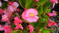 Begonia semperflorens-cultorum