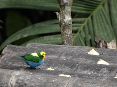 Chlorochrysa nitidissima