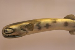 Chun's Telescopefish photo 2