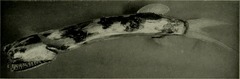 Chun's Telescopefish photo 4