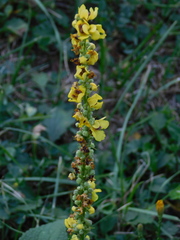 Verbascum nigrum