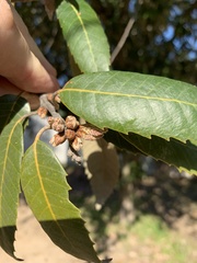 Quercus oblongata