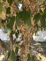 Quercus oblongata