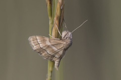 Idaea circuitaria