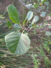 Alnus lusitanica