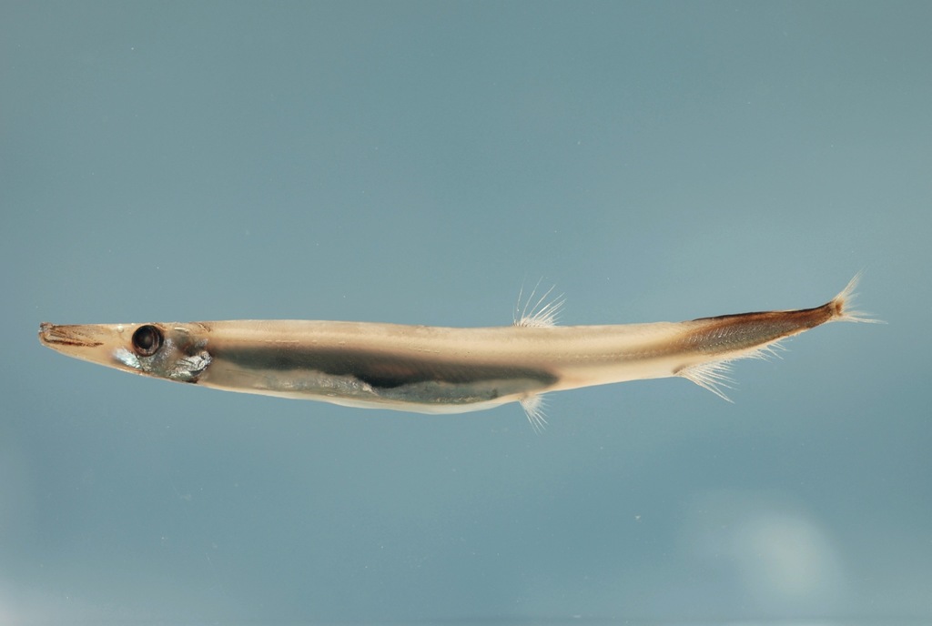 Atlantic Barracudina