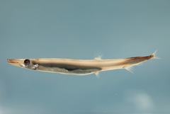 Atlantic Barracudina photo 1
