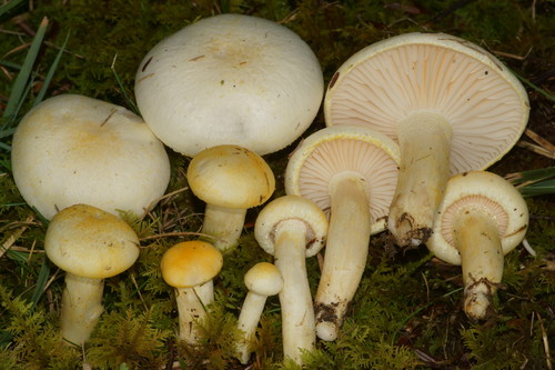 Gold Dust Waxy Cap