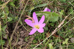 Colchicum montanum