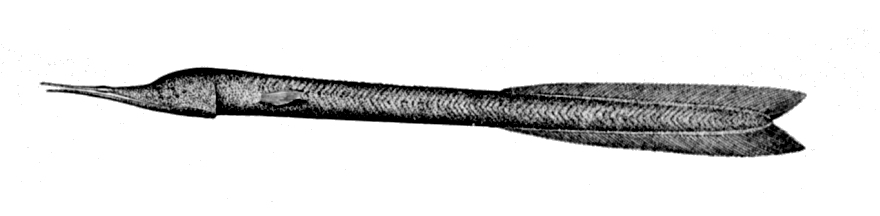 Bobtail Eel