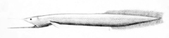 Bobtail Eel photo 2