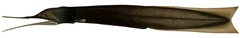 Bobtail Eel photo 3