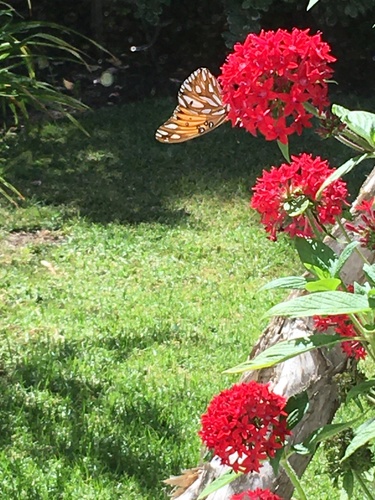 photo of Gulf Fritillary (Dione vanillae)