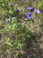 Geranium erianthum