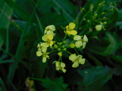 Bunias orientalis