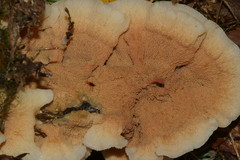Merulius tremellosus image