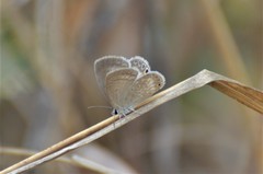 Euchrysops