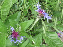 Centaurea montana