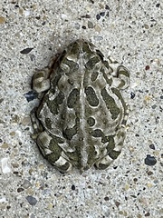 Anaxyrus cognatus
