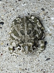 Anaxyrus cognatus