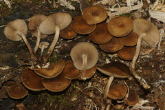 Agrocybe firma