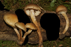 Pholiota angustipes
