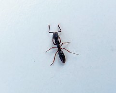 Hypoponera opaciceps