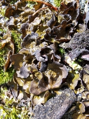 Umbilicaria deusta