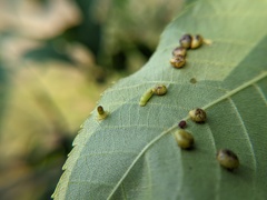 Caryomyia recurvata