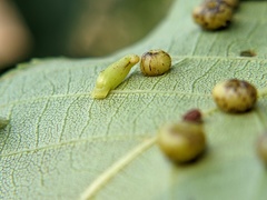 Caryomyia recurvata