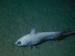 Ghostly Grenadier photo 2