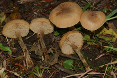 Pseudoomphalina
